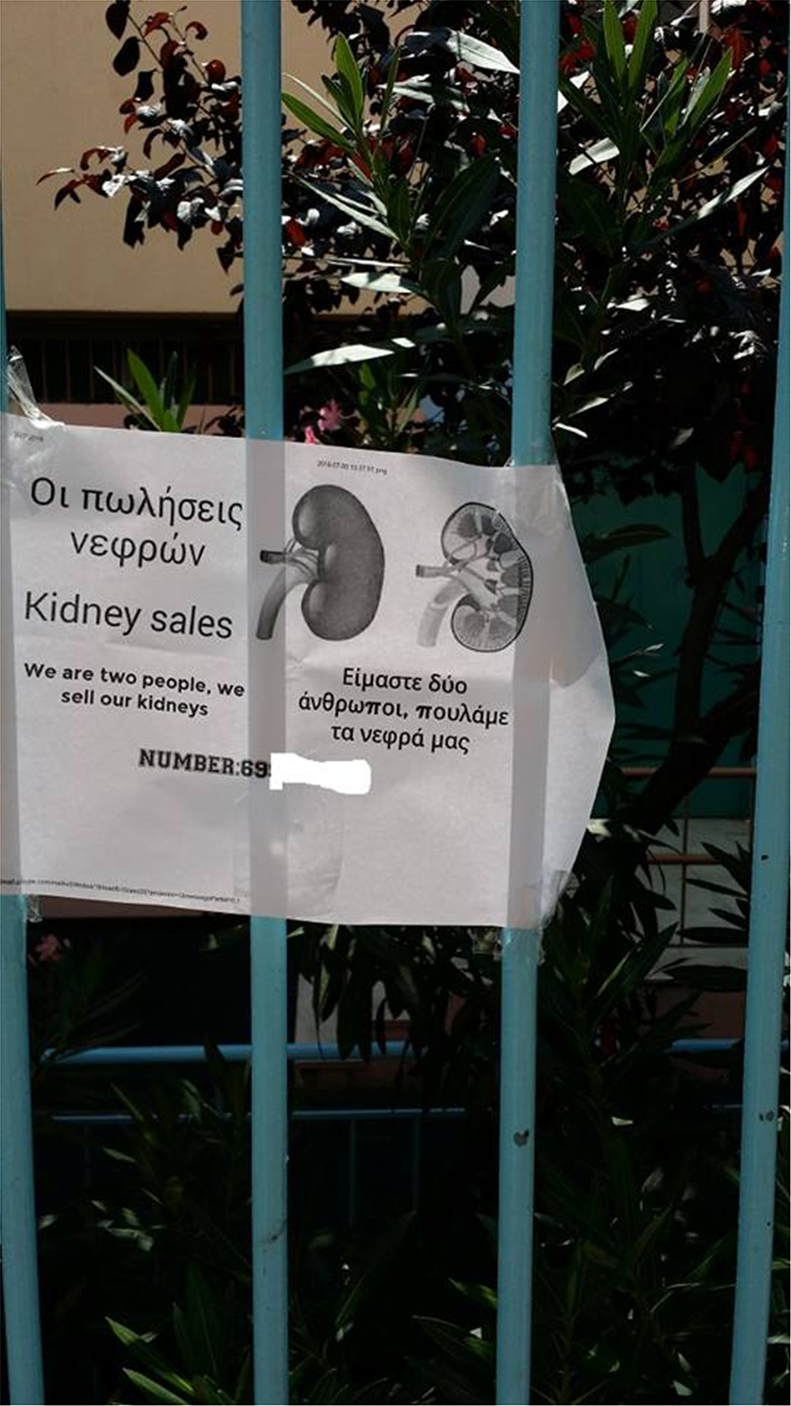 kidneys