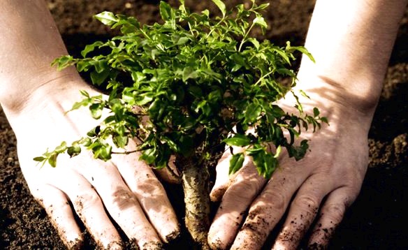 Tree planting service in Toronto