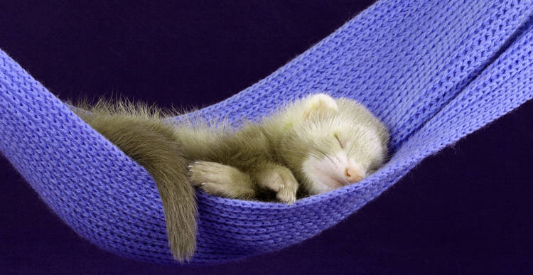 rsz_sleeping-ferret-760x387