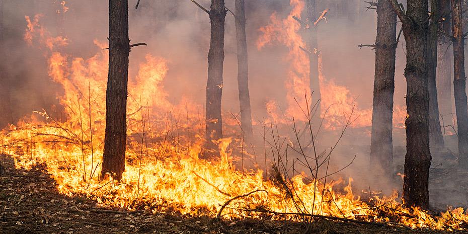 1473783-fotia-2017-930-3