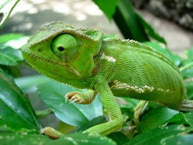 chameleon