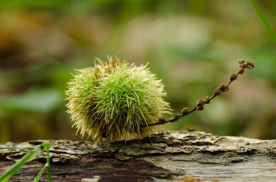 autumn-218126_960_720