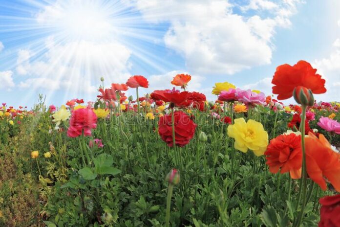 όμορφα-ανθισμένα-βουτυράκια-ένας-ζεστός-απρίλιος-στο-καυτό-νότο-169955993