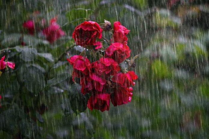 heavy-rain-4864257__480