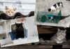 TNR: Τι είναι και πώς μπορεί να λύσει το πρόβλημα των αδέσποτων στην Ελλάδα